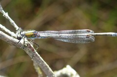 Lestes sponsa