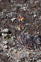 Pedicularis amoena