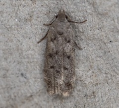 Anacampsis innocuella