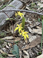 Caladenia flava