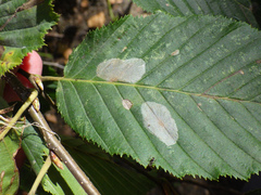 Phyllonorycter esperella