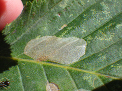 Phyllonorycter esperella