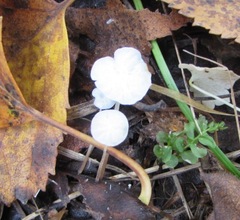 Mycetinis scorodonius