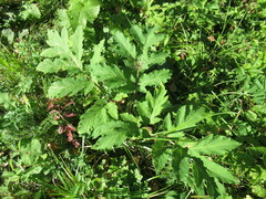 Heracleum dissectum