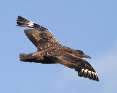 Stercorarius antarcticus