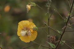 Abutilon persicum