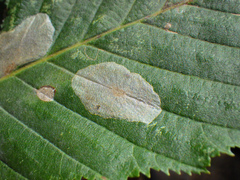 Phyllonorycter esperella