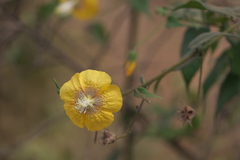 Abutilon persicum