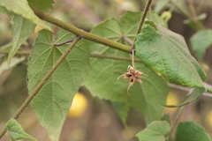 Abutilon persicum