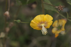 Abutilon persicum