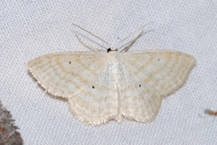 Scopula immutata