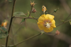 Abutilon persicum