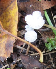 Mycetinis scorodonius