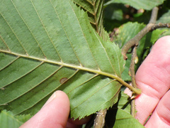 Phyllonorycter esperella