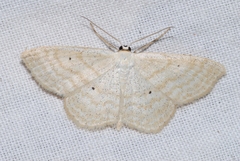 Scopula immutata