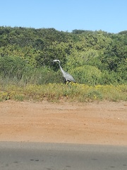 Ardea melanocephala