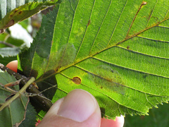 Phyllonorycter esperella