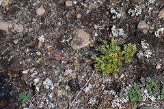 Chamaerhodos grandiflora