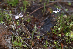 Stylidium