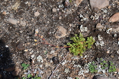 Chamaerhodos grandiflora