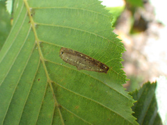 Phyllonorycter tenerella