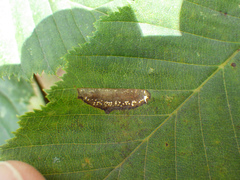 Phyllonorycter tenerella