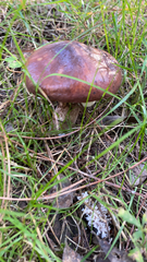 Suillus luteus