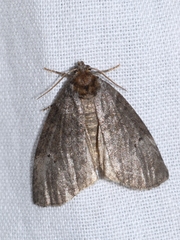 Ochropacha duplaris