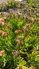 Limbarda crithmoides