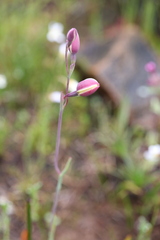 Thelymitra antennifera