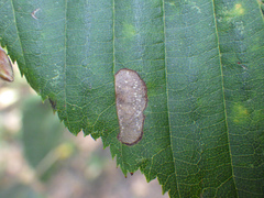 Phyllonorycter tenerella