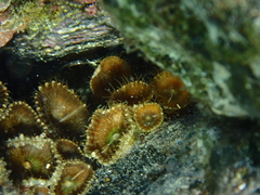 Palythoa mutuki