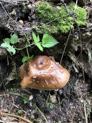 Cortinarius trivialis