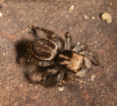 Maratus pavonis