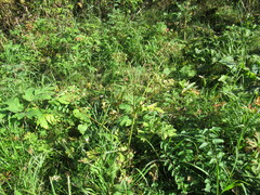 Heracleum dissectum