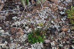 Eritrichium sericeum