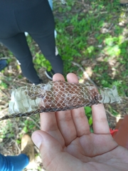 Drymarchon melanurus