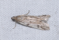 Phycitodes binaevella