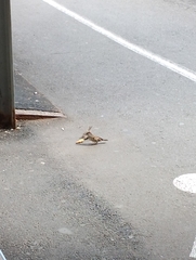 Passer domesticus