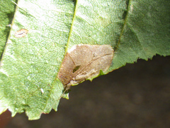 Phyllonorycter tenerella