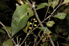 Notelaea ovata