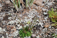 Eritrichium sericeum