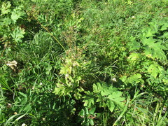 Heracleum dissectum