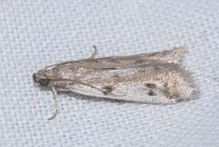 Phycitodes binaevella