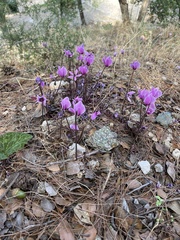 Cyclamen graecum graecum