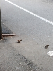 Passer domesticus
