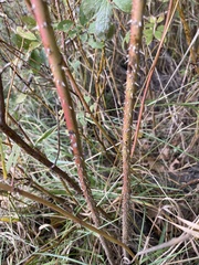 Rosa majalis