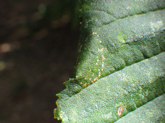 Phyllonorycter tenerella