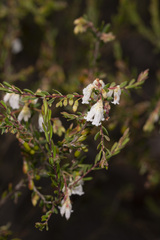 Styphelia pendula