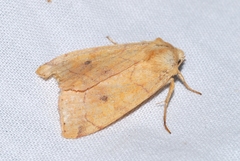 Enargia paleacea